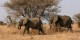 Tanzanie - 2010-09 - 360 - Tarangire - Elephants